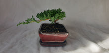 Load image into Gallery viewer, Bonsai Juniper Procumbens Nana
