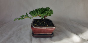 Bonsai Juniper Procumbens Nana