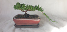 Load image into Gallery viewer, Bonsai Juniper Procumbens Nana
