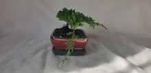 Load image into Gallery viewer, Bonsai Juniper Procumbens Nana
