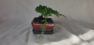 Bonsai Juniper Procumbens Nana