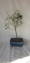 Load image into Gallery viewer, Bonsai Kowhai (Sophora)
