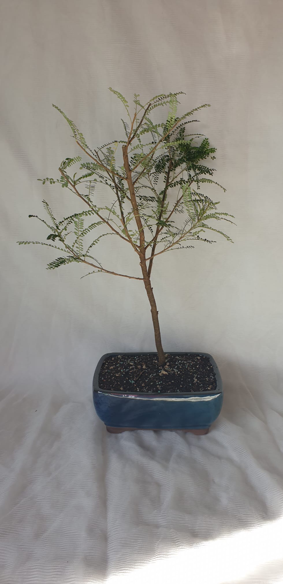 Bonsai Kowhai (Sophora)