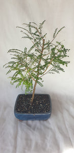 Bonsai Kowhai (Sophora)