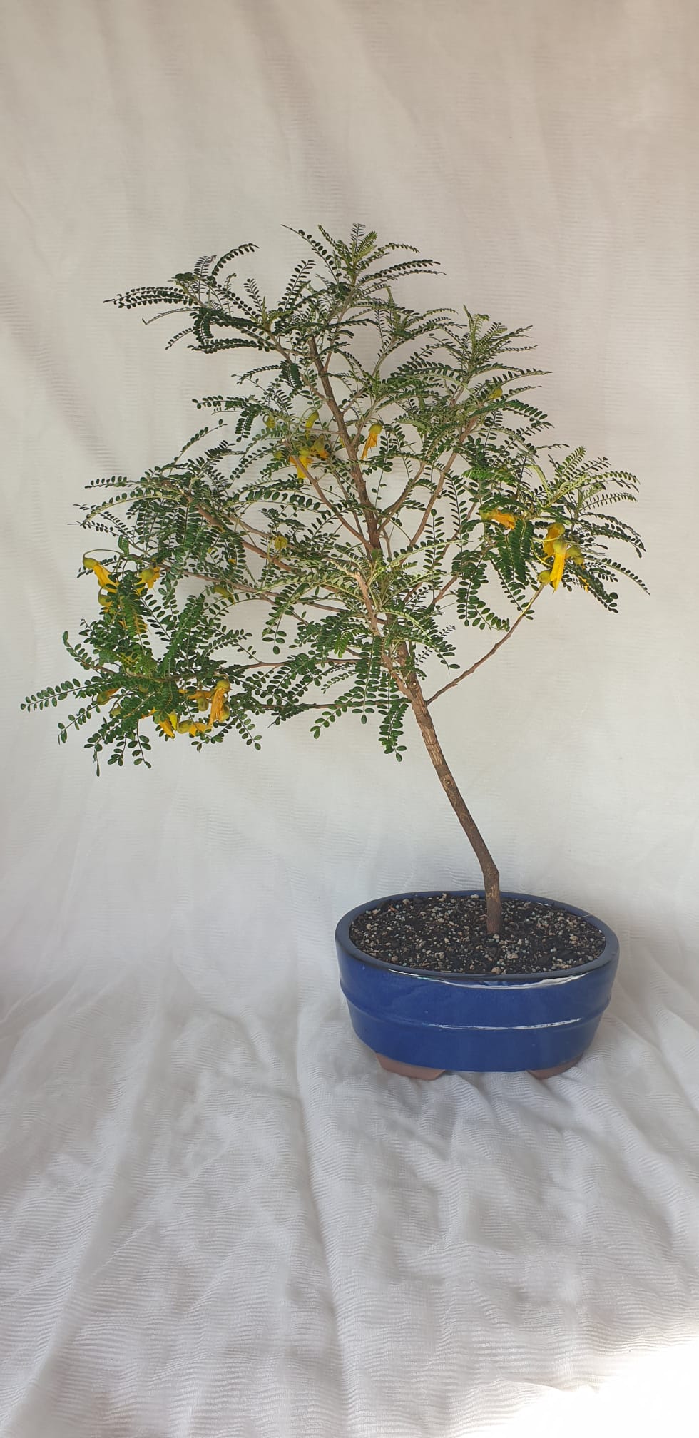 Bonsai Kowhai (Sophora)