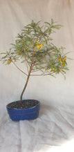 Load image into Gallery viewer, Bonsai Kowhai (Sophora)
