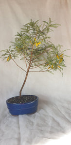 Bonsai Kowhai (Sophora)