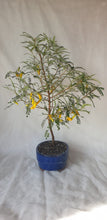 Load image into Gallery viewer, Bonsai Kowhai (Sophora)
