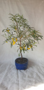 Bonsai Kowhai (Sophora)