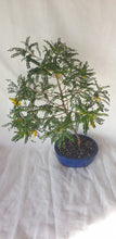 Load image into Gallery viewer, Bonsai Kowhai (Sophora)
