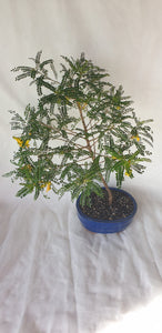 Bonsai Kowhai (Sophora)