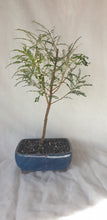 Load image into Gallery viewer, Bonsai Kowhai (Sophora)
