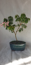 Load image into Gallery viewer, Bonsai Lily of the Valley
