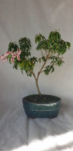 Bonsai Lily of the Valley