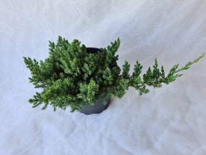 Pre-Bonsai Trees Juniper Procumbens Nana