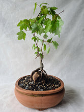 Load image into Gallery viewer, Bonsai Japanese Maple
