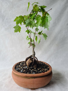 Bonsai Japanese Maple