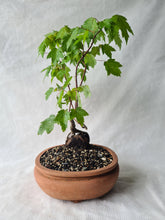 Load image into Gallery viewer, Bonsai Japanese Maple
