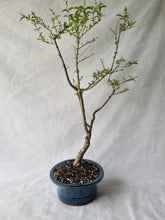 Load image into Gallery viewer, Bonsai Chinese Privet (Ligustrum)
