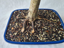 Load image into Gallery viewer, Bonsai Chinese Privet (Ligustrum)
