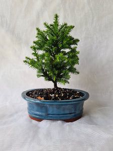 Bonsai Dwarf Japanese Cedar