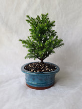 Load image into Gallery viewer, Bonsai Dwarf Japanese Cedar
