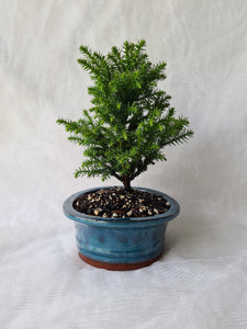 Bonsai Dwarf Japanese Cedar