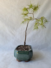 Load image into Gallery viewer, Bonsai Himalayan Cedar ( Cedrus Deodara )
