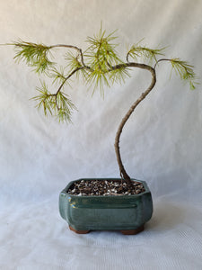 Bonsai Himalayan Cedar ( Cedrus Deodara )