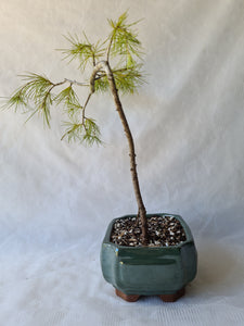 Bonsai Himalayan Cedar ( Cedrus Deodara )
