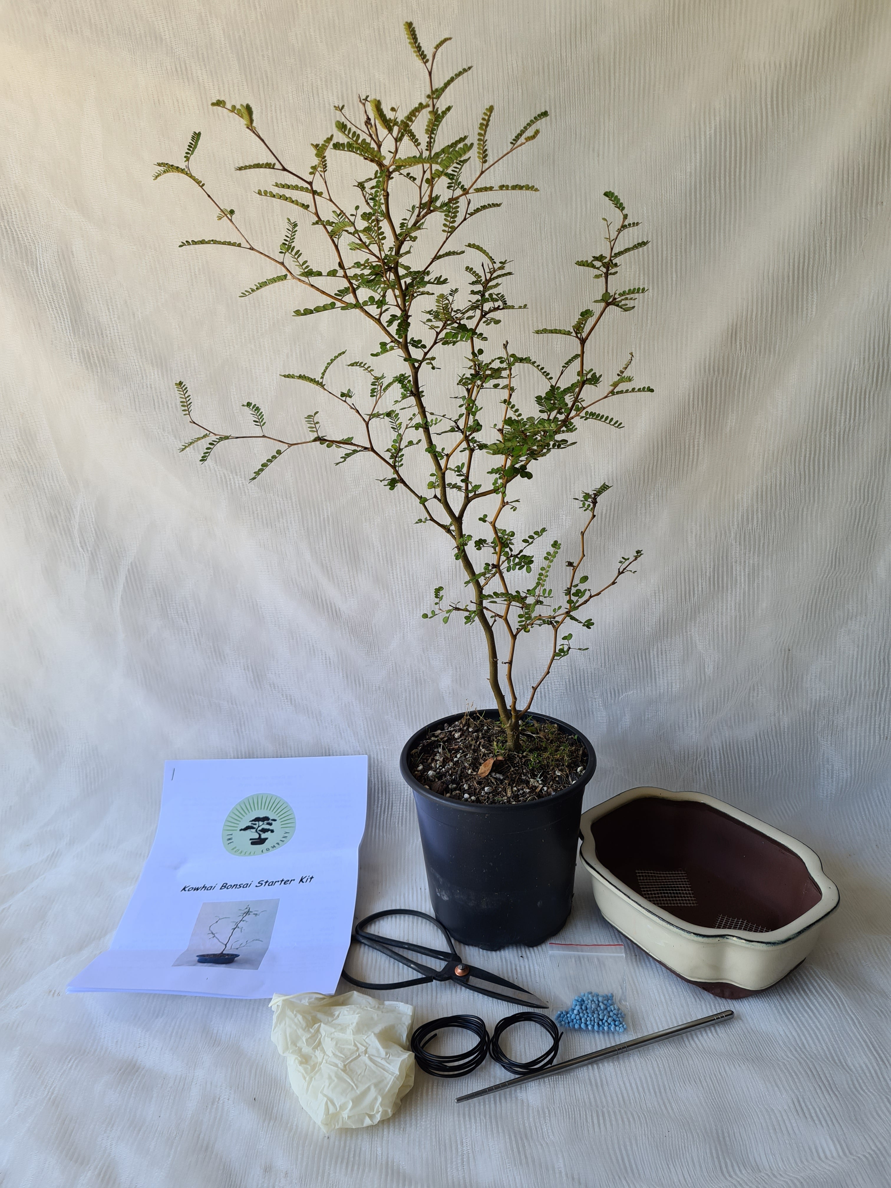 Bonsai Tree Starter Kit NZ – Simply Bonsai NZ