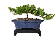 Load image into Gallery viewer, 3D Printed Bonsai Stand
